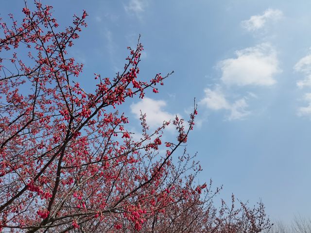 南京空氣好，景色好！銀杏湖如畫春天