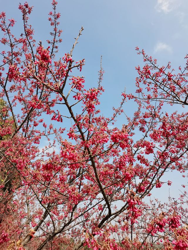 南京空氣好，景色好！銀杏湖如畫春天