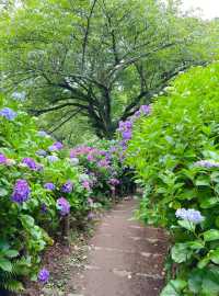 下田公園——沐浴在紫陽花的海洋！