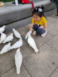上海人民廣場｜成群的白色鴿子