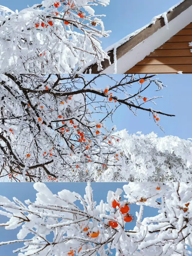 重慶周邊滑雪南川金佛山縱享絲滑