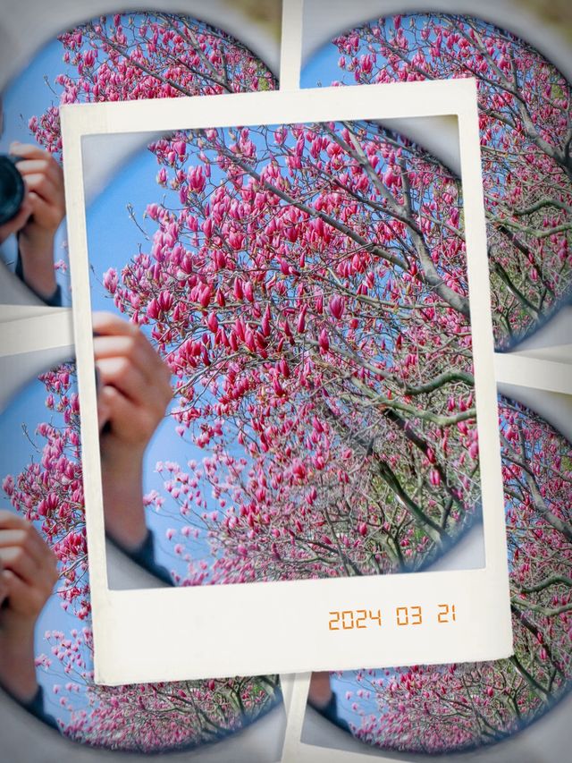 南昌春日遊  賞花走起