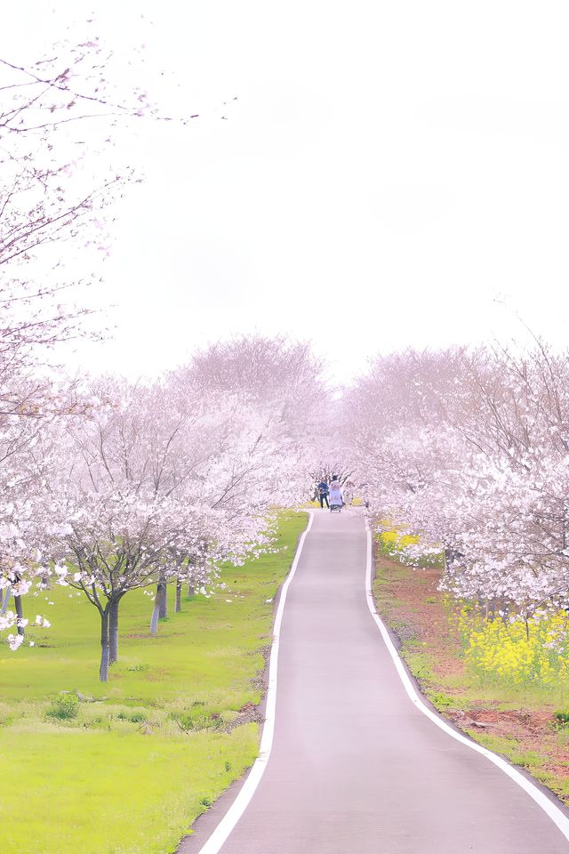 後悔沒有早點來，武漢獨享一整片櫻花林