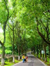 武漢這個免費公園居然開滿了鬱金香附攻略