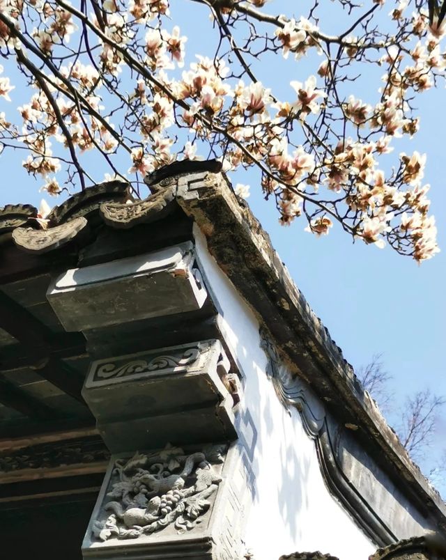 只要8塊錢就能收穫蘇州三月醉美玉蘭花