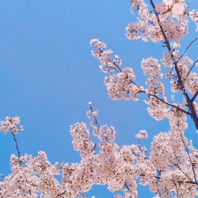 Jiedakou Cherry Blossom 🌸🌸 🌸🌸