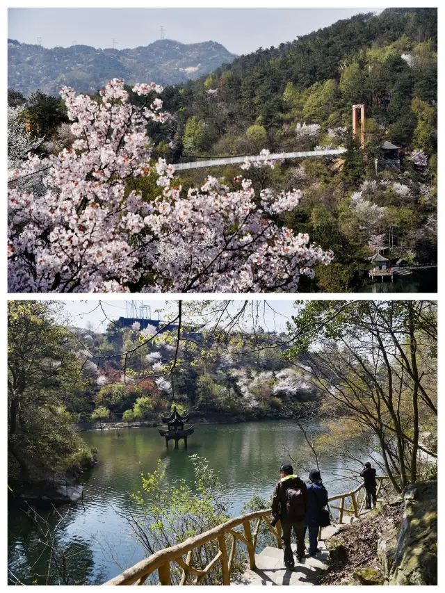 무한 주변의 벚꽃 구경 장소, 황피 청량채 원생태 야생 벚꽃, 산수 사이에서 봄기운이 완연하다