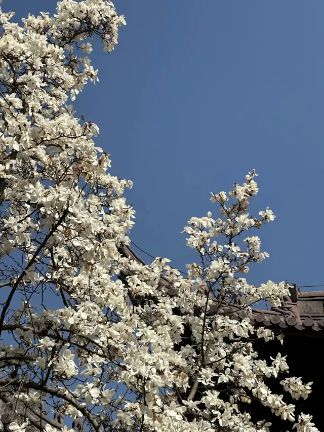 南京の霊谷寺｜ここのユリの花は逃したら一年待たなければなりません