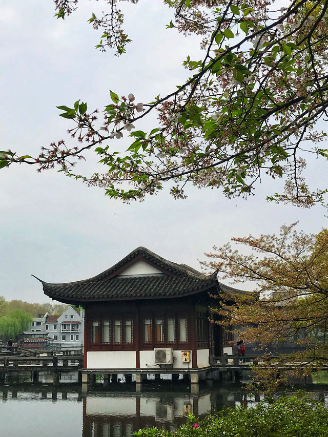 雖昨夜杭州一場雨，曲院風荷這個神仙賞花機位的賞櫻攻略還能安排