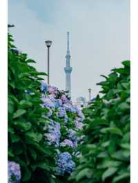 東京免費最美紫陽花觀賞地原來在這裡！