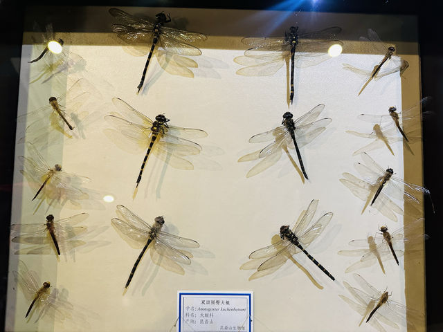 昆嵛山森林文化博物館