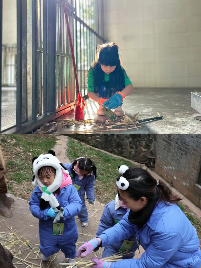 搖身一變熊貓“飼養員”萌娃超愛的四川之旅