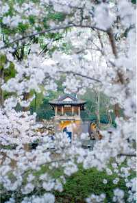 巔峰期TOP鼋頭渚已經終結了比賽(附攻略)