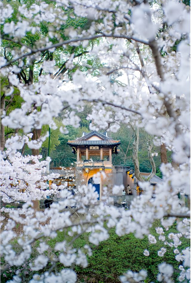 巔峰期TOP鼋頭渚已經終結了比賽(附攻略) 巔峰期TOP鼋頭渚已經終結了比賽(附攻略)