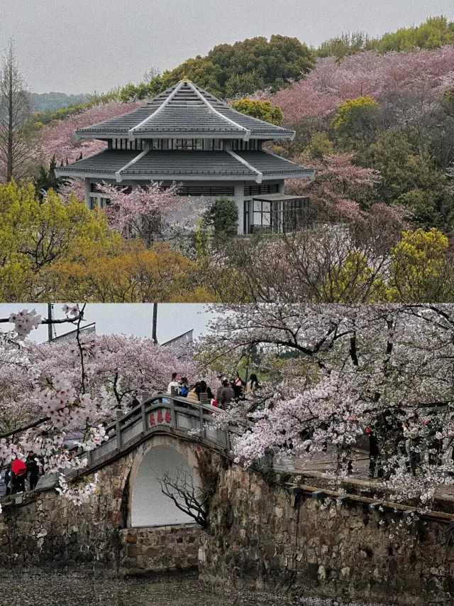 Complete Guide to Traffic and Travel During the Wuxi Turtle Head Isle Cherry Blossom Season, Essential for Cherry Blossom Viewing