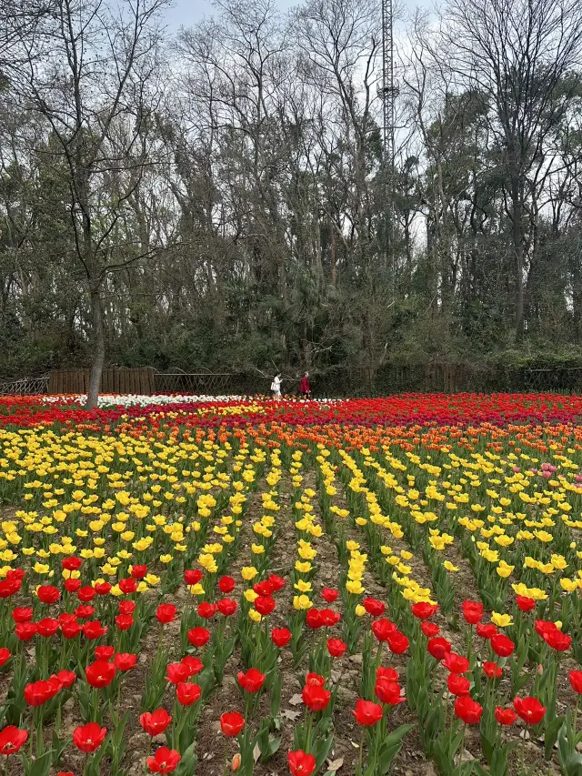 武汉の桜は世界的に有名ですが、武汉植物園のチューリップの海を体験したことがありますか！