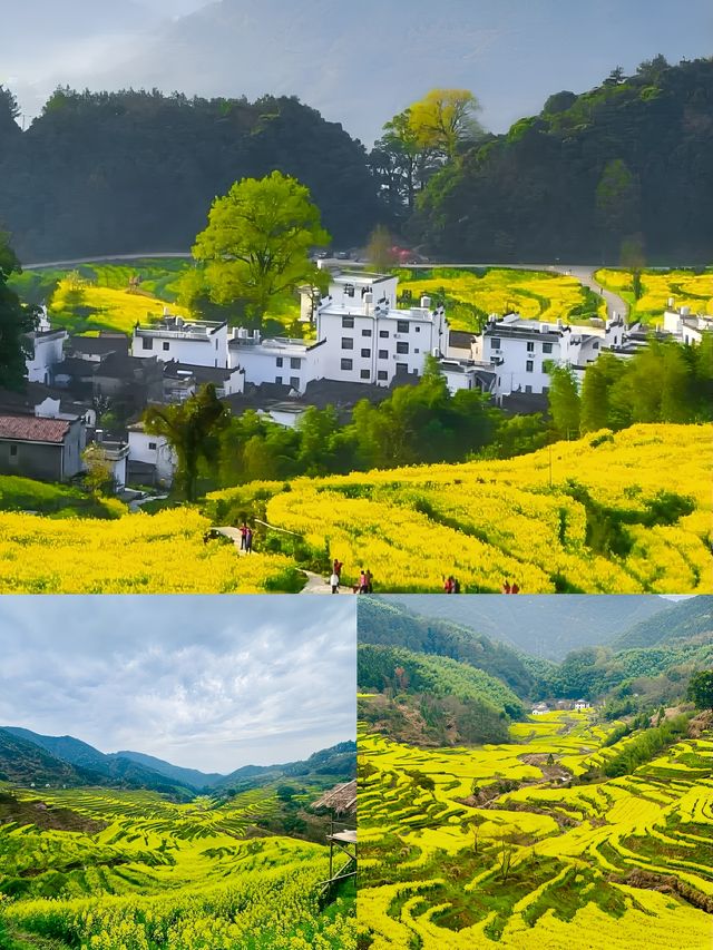 三月賞花去篁嶺，萬畝油菜花花海美到窒息