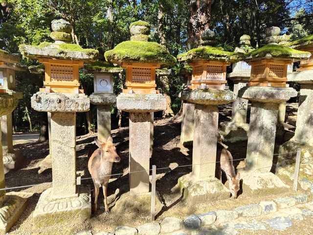 日本奈良公園可以零距離接觸小鹿