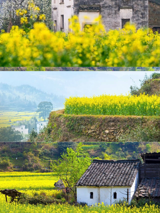 賞花季來了 收攻略啦，今年篁嶺油菜花季不迷路