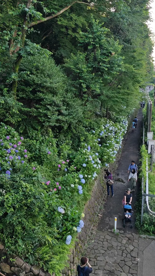 【Early Summer Poetry】Favorite Season of Purple Sun: Checking in at the Bird Mountain Flower Path~