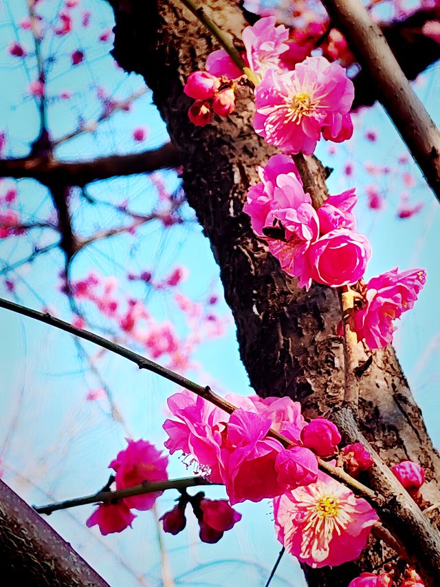 隨春天的腳步來豐慶公園一同感受暖陽、鮮花吧