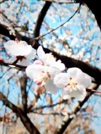 隨春天的腳步來豐慶公園一同感受暖陽、鮮花吧