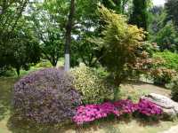 鮮花山谷——登高雲山·雲谷花境
