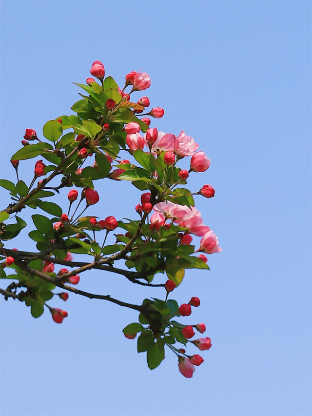 春風又到海棠時，西府名花別樣姿