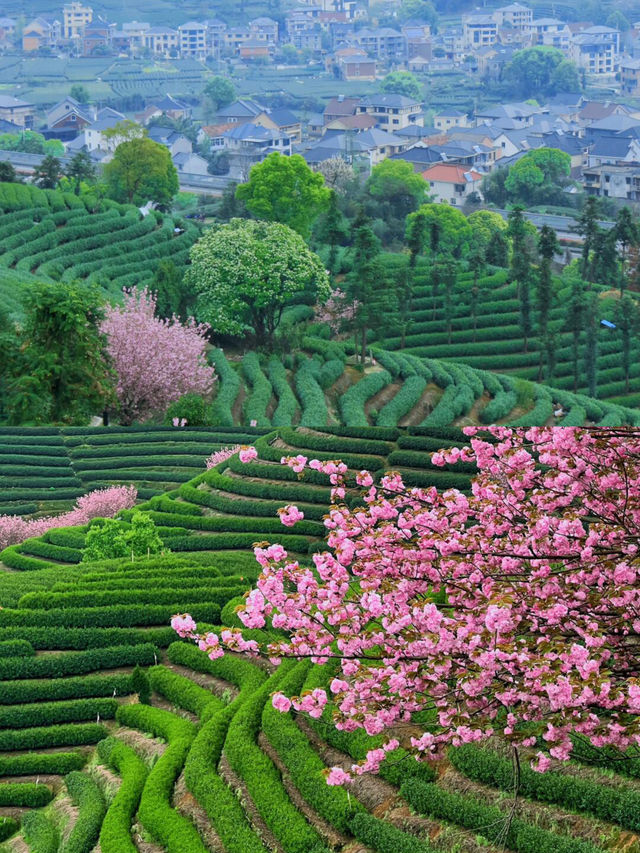 杭州賞花好去處，上春山被寫實了