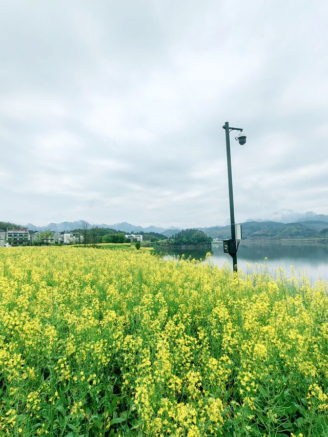 油菜花接近尾聲，但依然是最亮的一抹春色