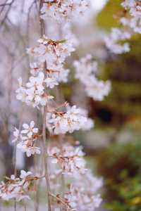 京都賞櫻｜美美的垂櫻就在本滿寺