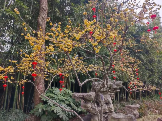 Yangzhou | Ge Garden, this is a garden with personality
