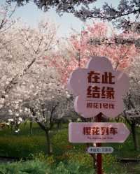 鄭州人自己的“櫻花大道”季節限定