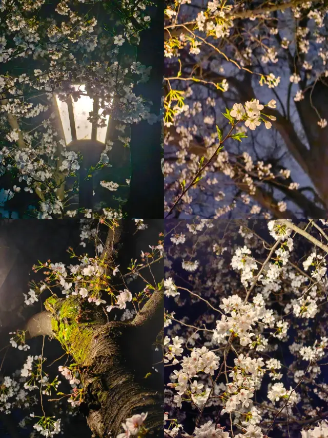 Nanjing | The cherry blossoms at Jiming Temple are blooming slowly