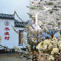 廣東這個宛如雪鄉的千畝梨花谷，花正盛開中  陽山水浪花谷