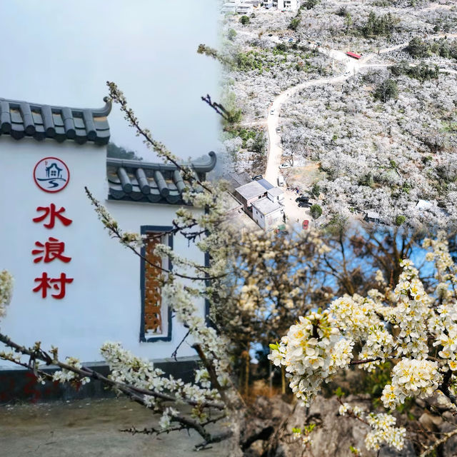 廣東這個宛如雪鄉的千畝梨花谷，花正盛開中  陽山水浪花谷