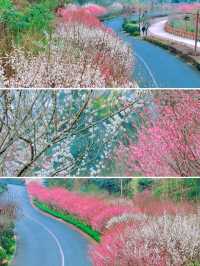 趁春日去賞花樂山綠心公園桃花已開