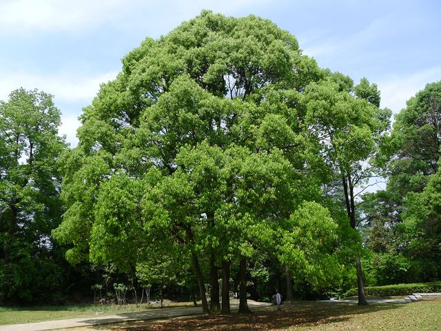 樟林秘境——登高雲山·雲繞迷樟