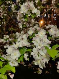 夜遊望京海棠花溪