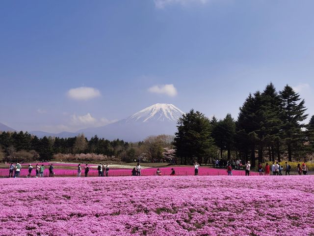 富士山下的芝樱節