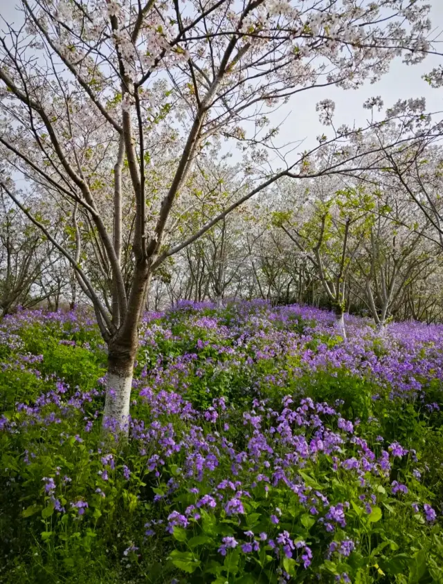 絶美な桜の季節が勢いよくやってきました！香り高い雪の海が、人々を酔わせます