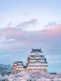 Blossoms at Himeji Castle Osaka🌸❤️🇯🇵