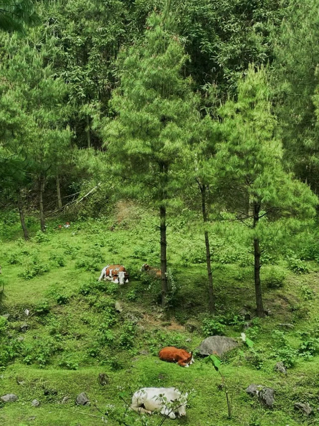 打卡華蓥山