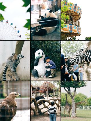 ปรากฎว่ามณฑลอานฮุยก็มีแพนด้ายักษ์ด้วย! ตู้เมี่ยวเมี่ยวมาแล้ว!