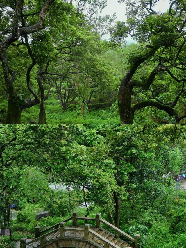 發現廣州版塞爾達森林這地方藏得夠深啊