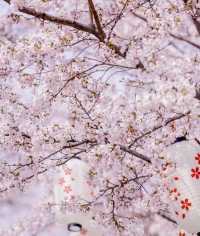 煙台賞花 告訴你煙台的春夏有多美