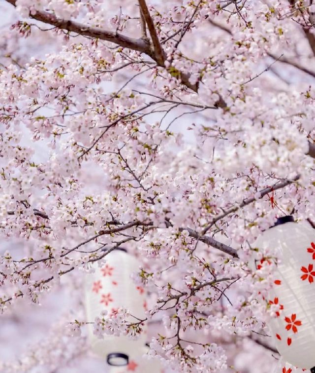煙台賞花 告訴你煙台的春夏有多美