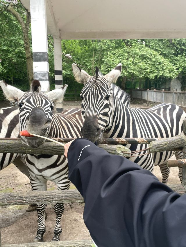 野生動物園裡有什麼