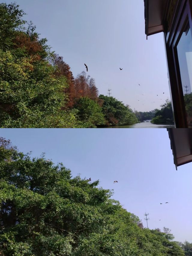 小鳥天堂