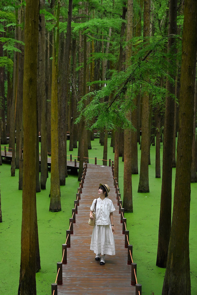 比起西湖，我更喜歡杭州這個抹茶水上森林